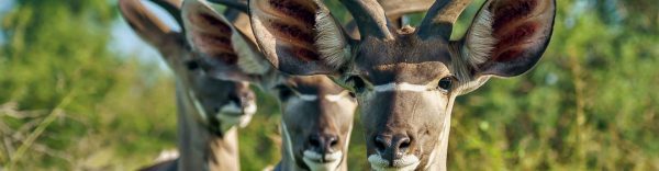 selous and pemba island safari image