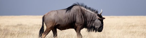 12 day remote maasai mara adventure safari slide
