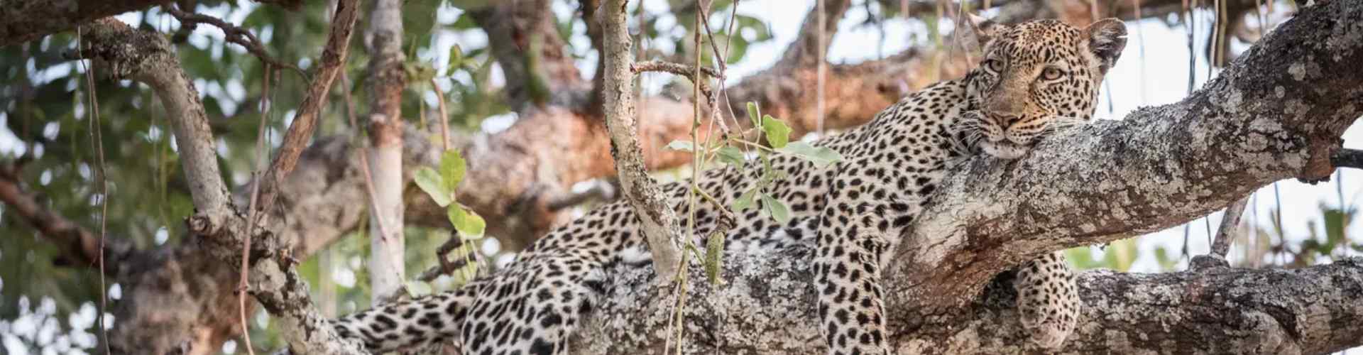 8 day katavi safari experience image