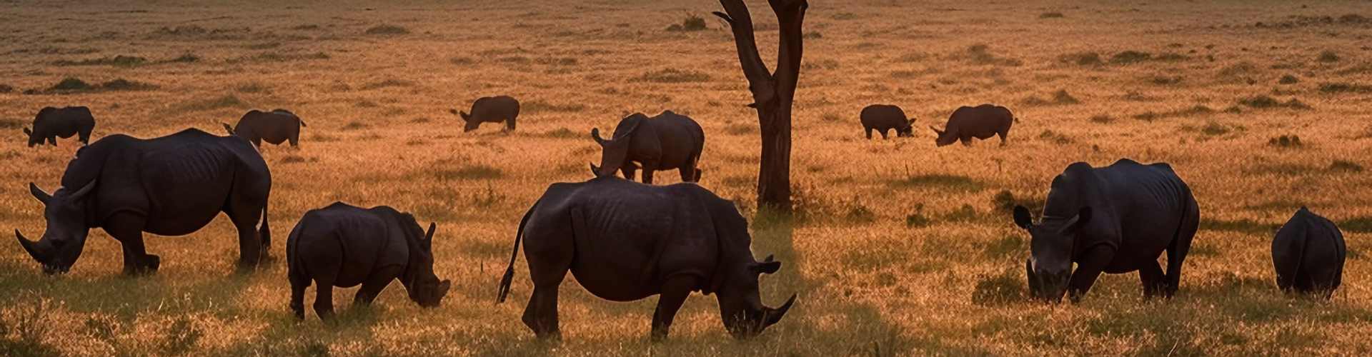 8 day tarangire migration slide